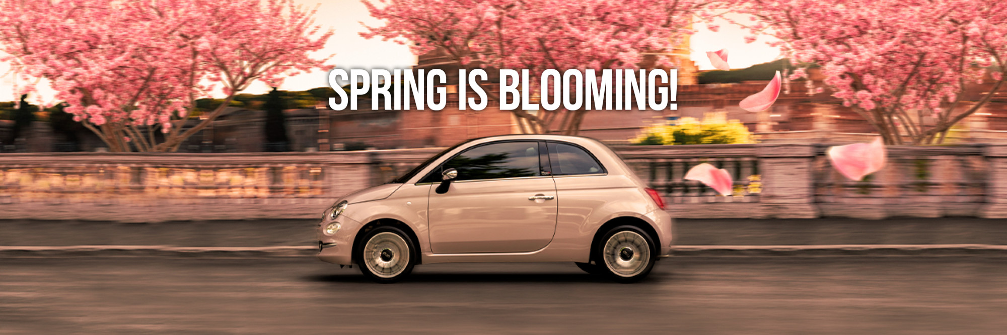 Hero Spring is blooming