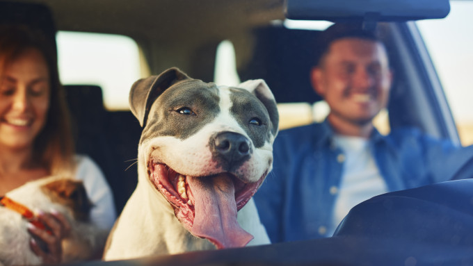 happy dog as passenger car v2